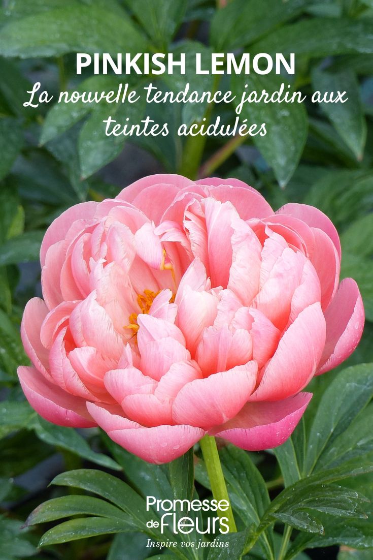 Limonero de Meyer rosado: la nueva tendencia de jardín con tonos ácidos