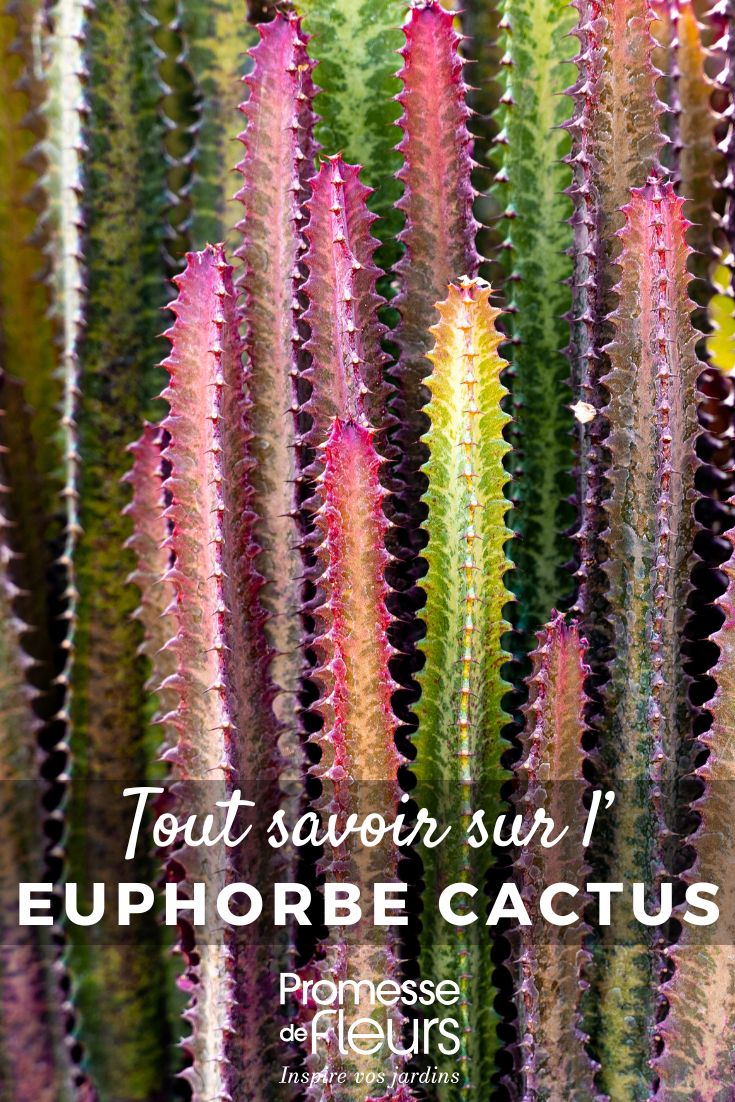 Pinterest - Fichas de plantas Todo lo que necesitas saber (26) Euforbia