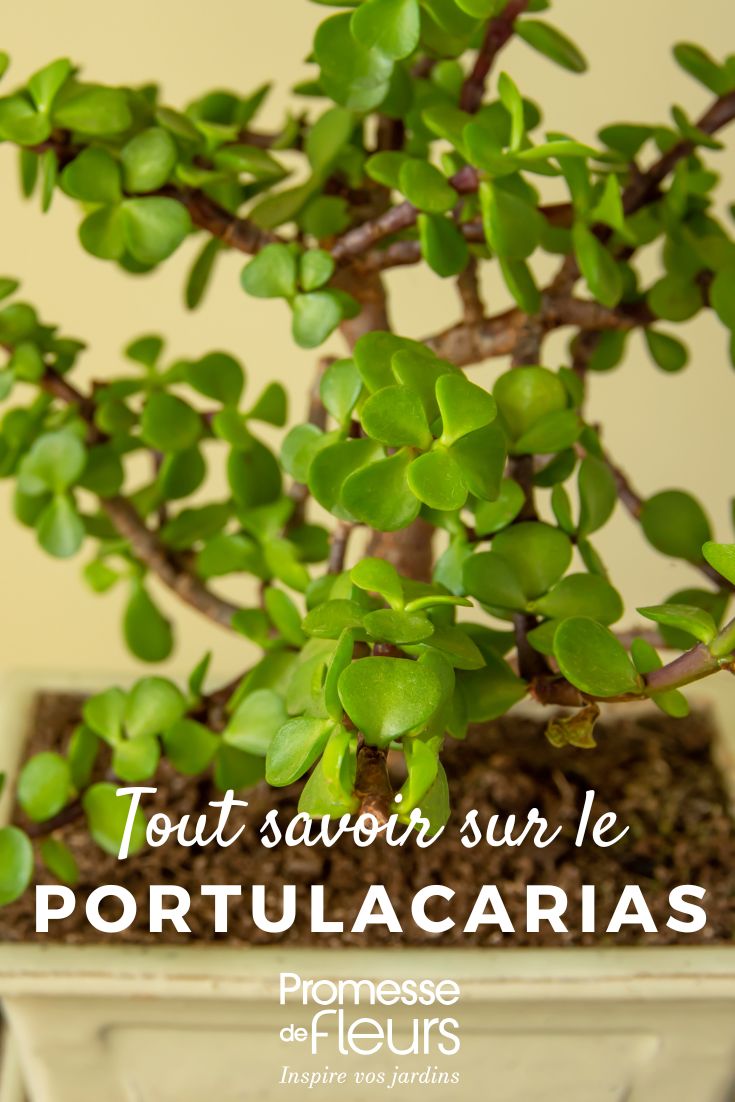 Todo sobre el Portulacarias