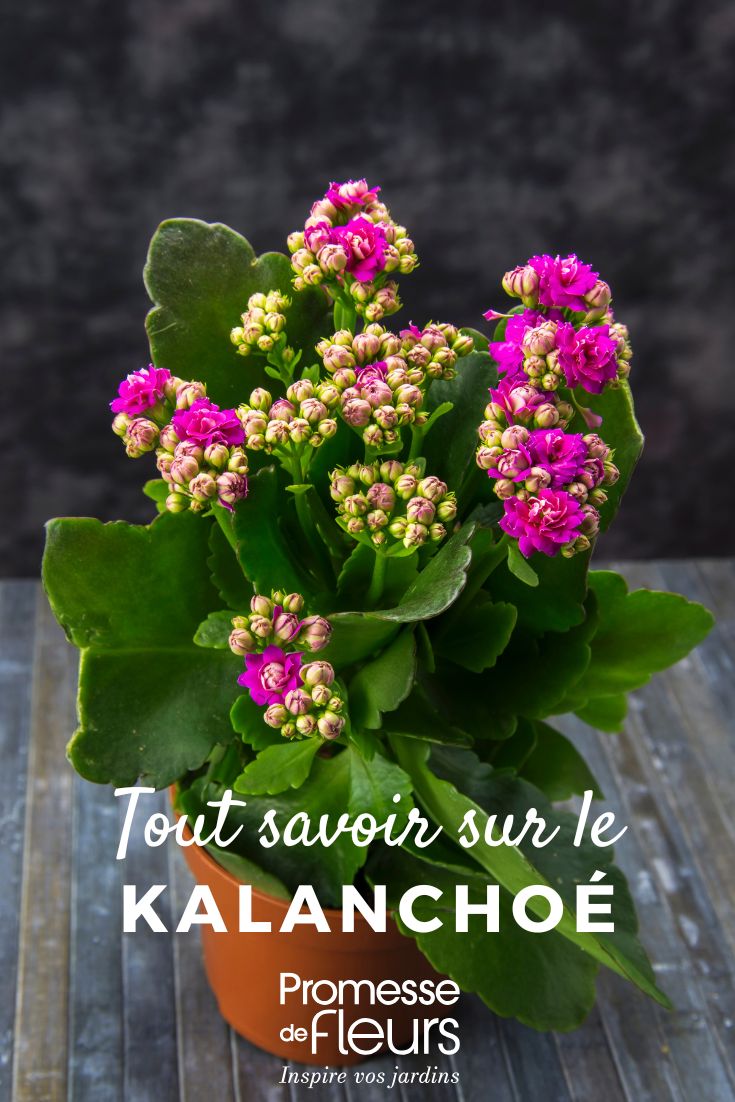 Kalanchoe: todo lo que necesitas saber Kalanchoe: cultivo y cuidados
