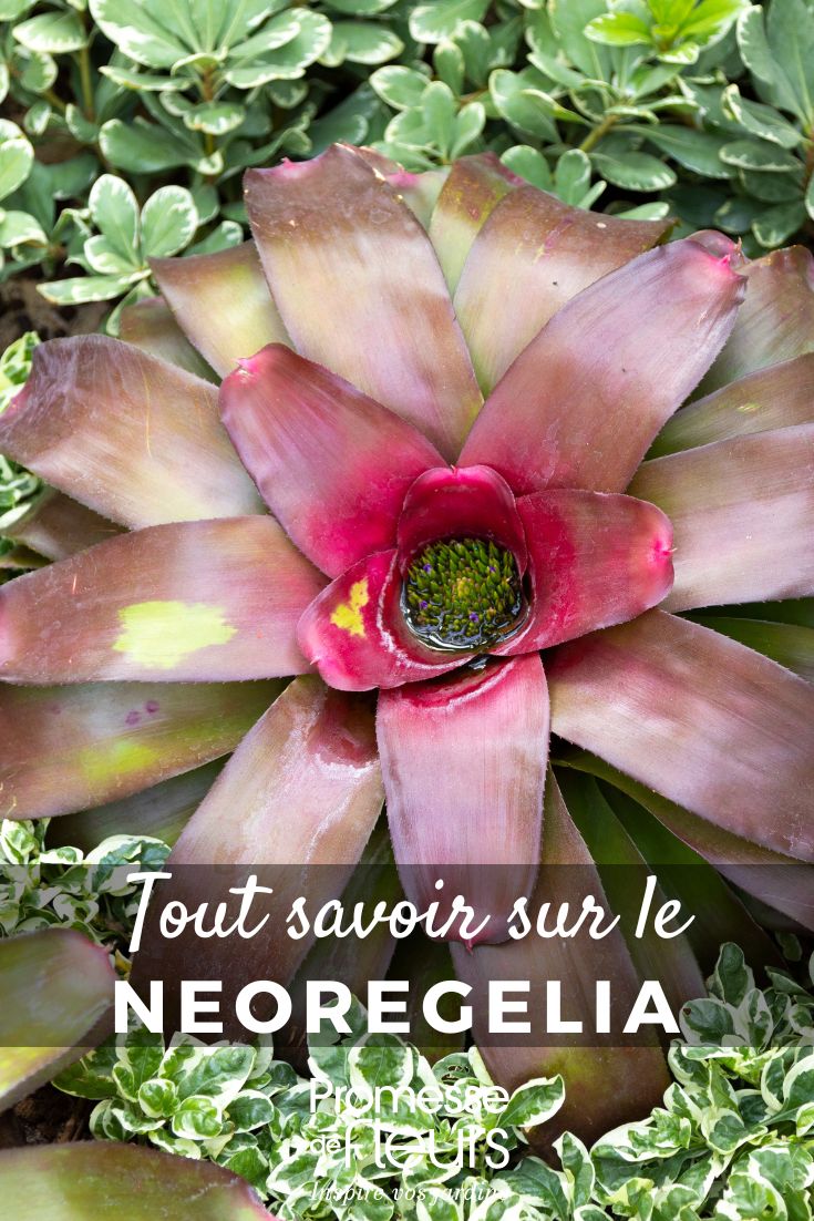 Neoregelia - Todo lo que necesitas saber (4) Neoregelia: cultivo y cuidados