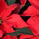 Estrella de Navidad - Poinsettia: cultivo y cuidados