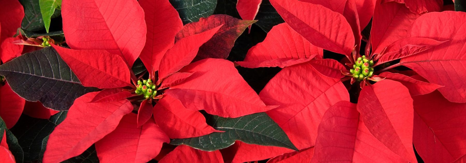 Estrella de Navidad - Poinsettia: cultivo y cuidados