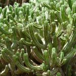 Polaskia chichipe: cultivar y cuidar