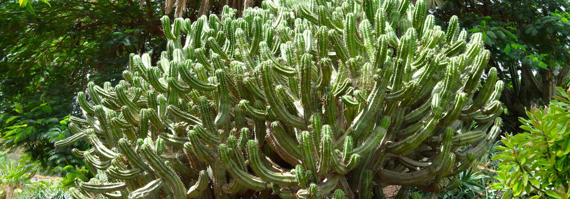 Polaskia chichipe: cultivar y cuidar