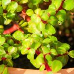 Portulacaria: cultivo, cuidados y variedades