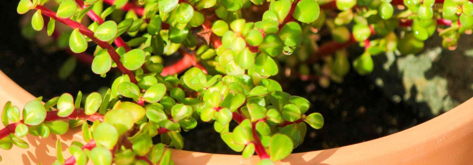 Portulacaria: cultivo, cuidados y variedades