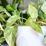 Pothos: plantar, cultivar y esquejar esta fácil planta de interior