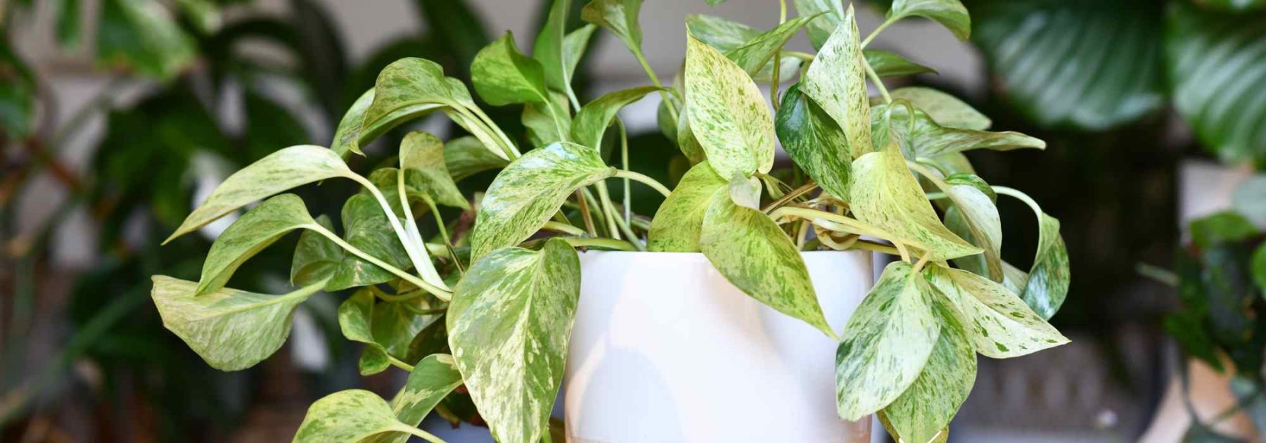 Pothos: plantar, cultivar y esquejar esta fácil planta de interior