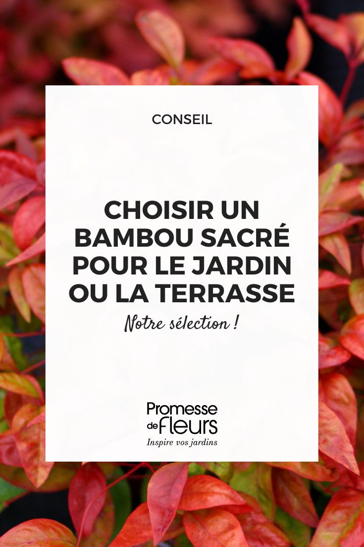¿Qué Nandina o bambú sagrado elegir para tu jardín o terraza? selección de nandina
