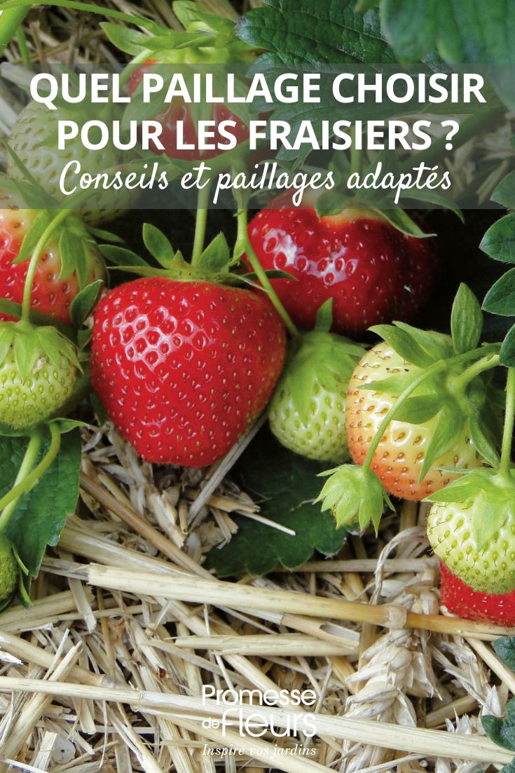 ¿Qué acolchado elegir para las fresas (1) acolchar los fresales