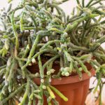 Rhipsalis - Cactus-gui: plantación, cuidados para este Cactus de interior colgante
