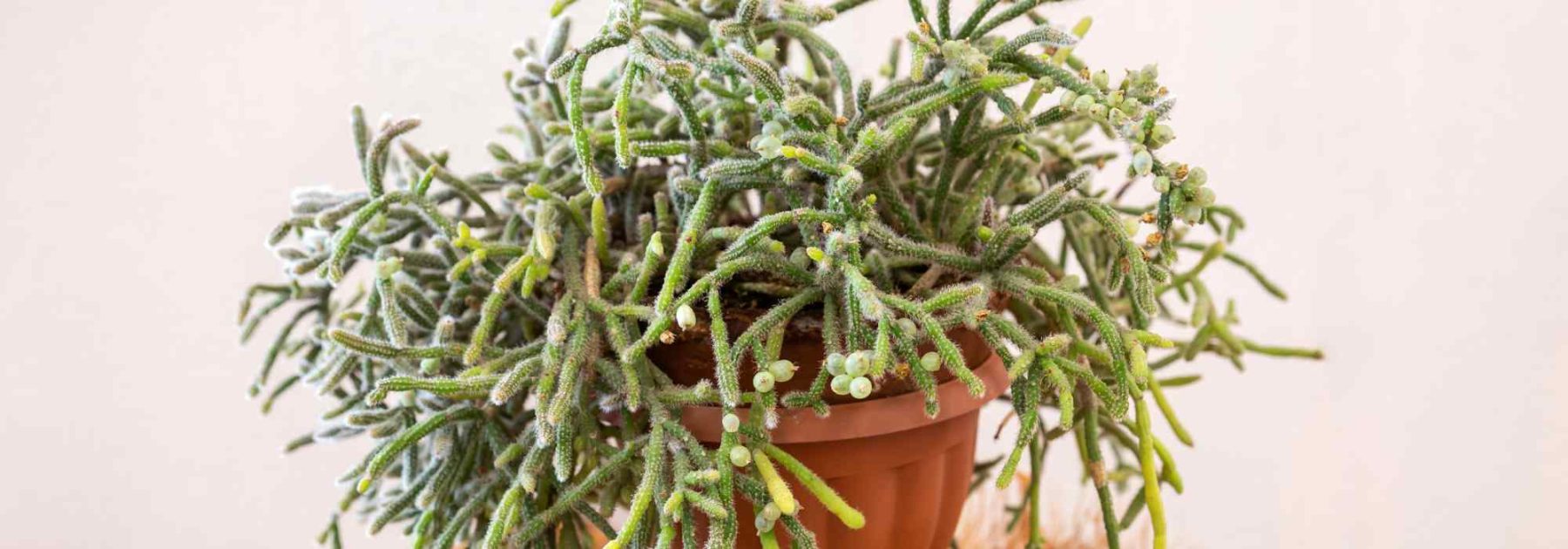 Rhipsalis - Cactus-gui: plantación, cuidados para este Cactus de interior colgante