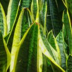 Sansevieria, Lengua de suegra: cultivo y cuidados en interiores