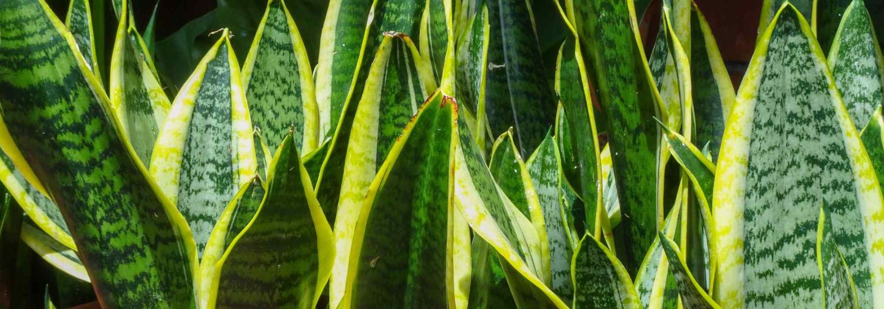 Sansevieria, Lengua de suegra: cultivo y cuidados en interiores