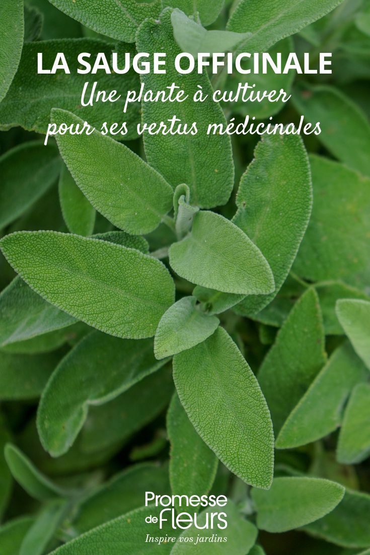 Salvia officinalis: una planta para cultivar por sus beneficios para la salud Salvia officinalis