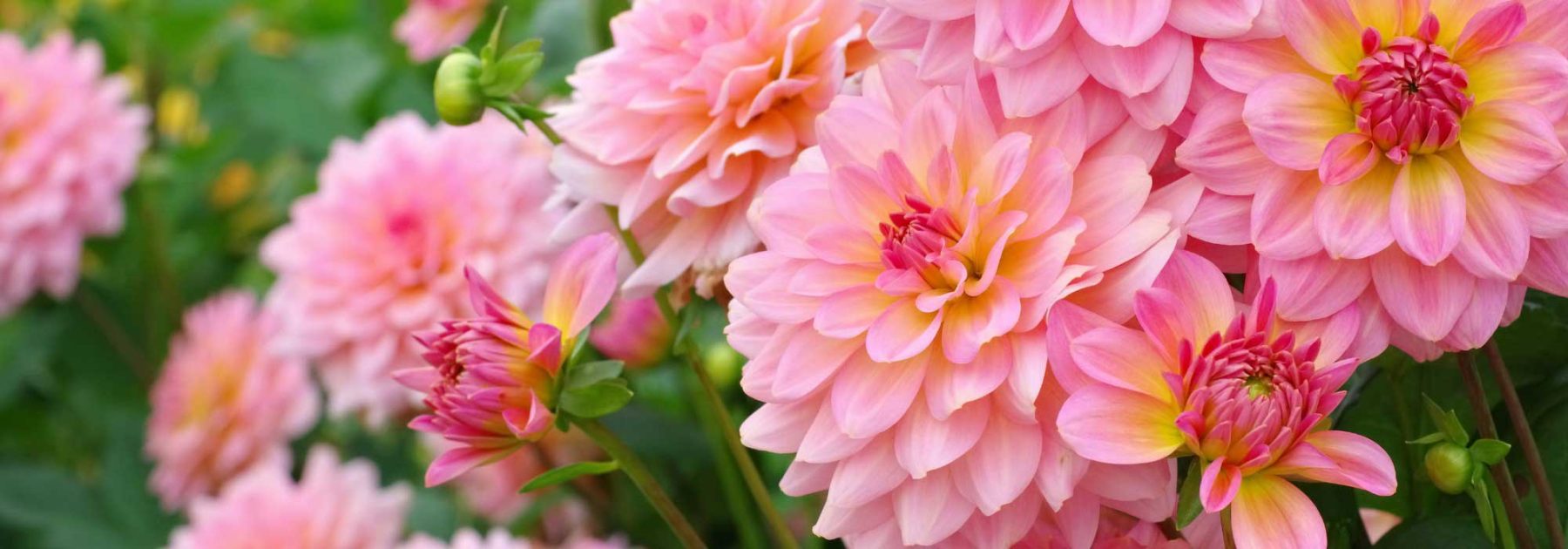Limonero de Meyer rosado: la nueva tendencia de jardín en tonos ácidos