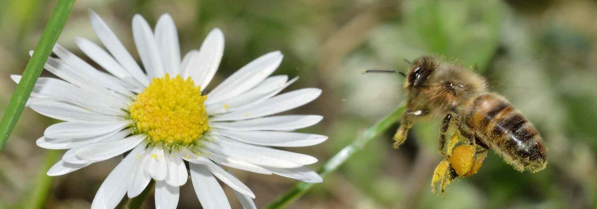 Abejas silvestres o domésticas: ¿qué especies se encuentran en nuestros jardines?