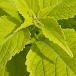 Follajes dorados: plantas anuales que iluminan el jardín toda la temporada