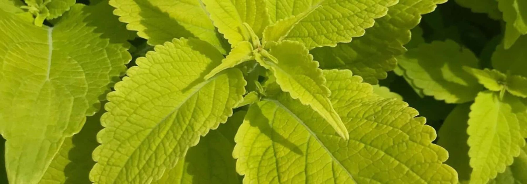 Follajes dorados: plantas anuales que iluminan el jardín toda la temporada