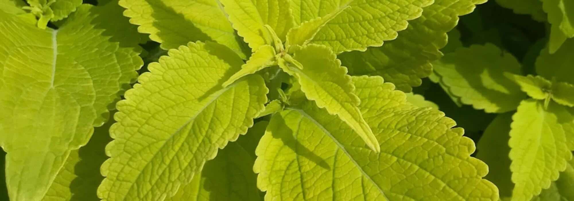 Follajes dorados: plantas anuales que iluminan el jardín toda la temporada