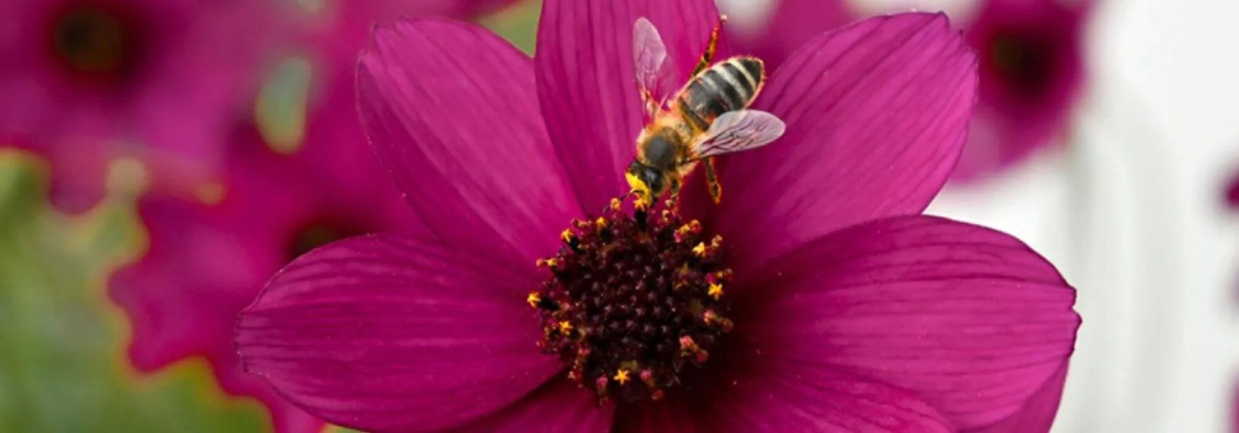 Plantas anuales melíferas: flores para atraer a los polinizadores
