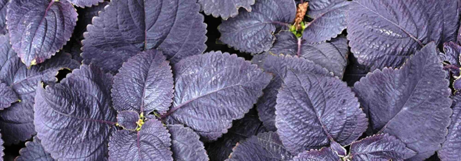 Follajes púrpuras: anuales que electrizan el jardín