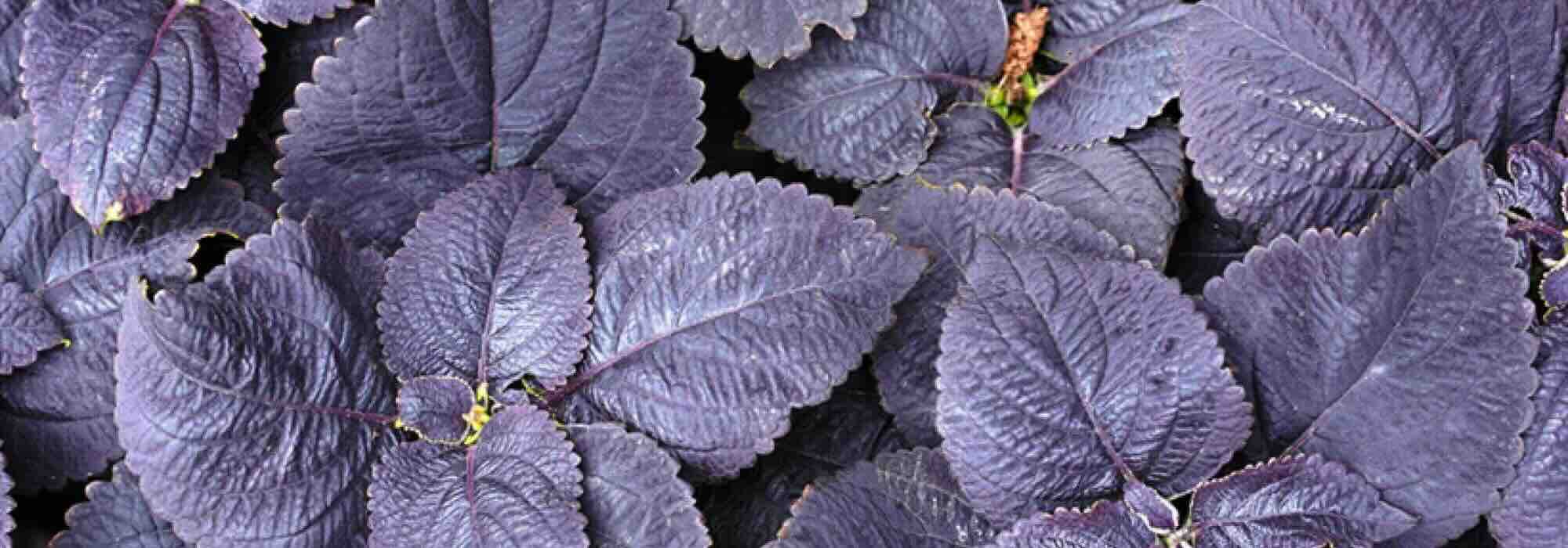 Follajes púrpuras: anuales que electrizan el jardín