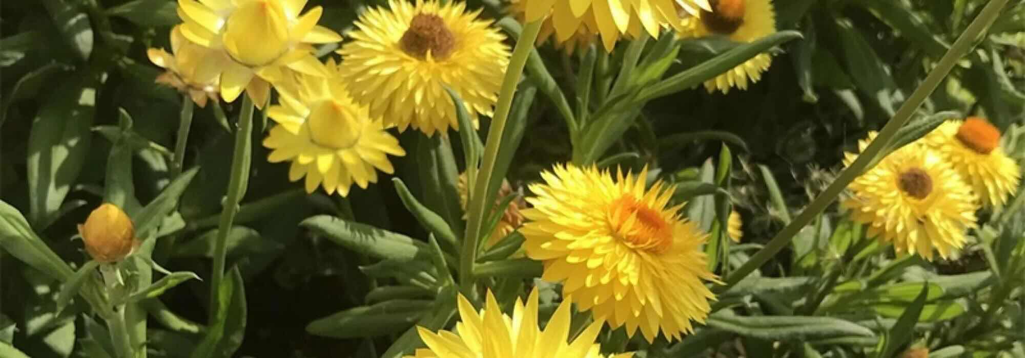 Jardín seco: las plantas anuales más resistentes a la sequía