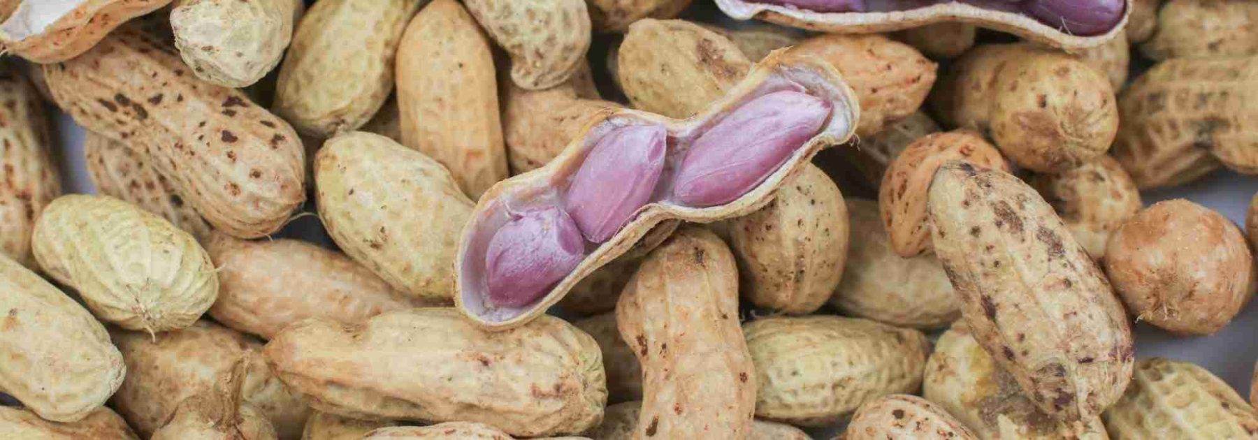 ¿Cómo cultivar el cacahuete para cosechar cacahuetes?