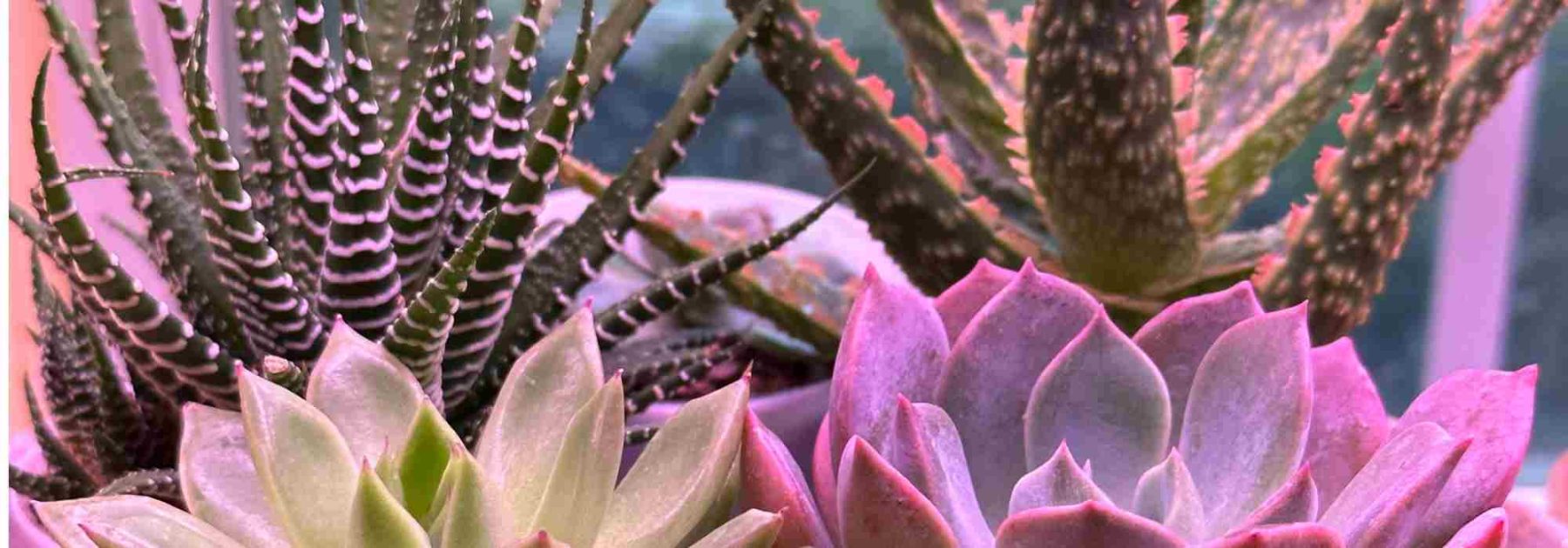 Enfermedades y parásitos de los cactus de interior: ¿cómo tratarlos y prevenirlos?