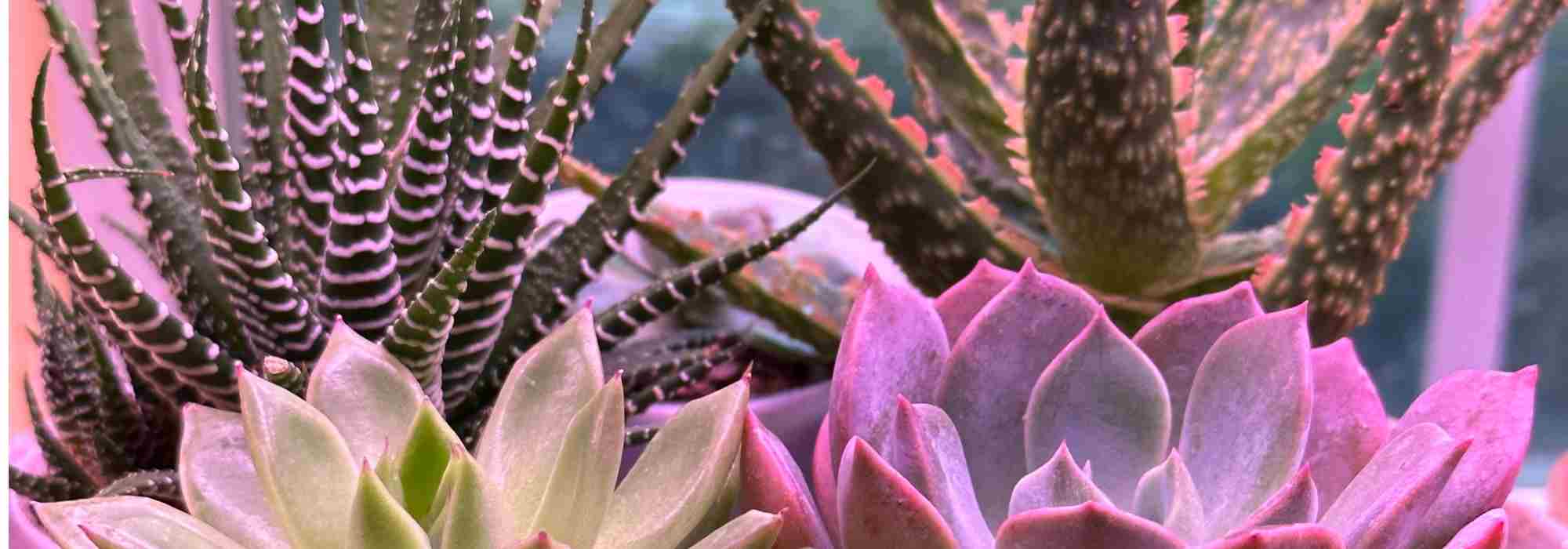 Enfermedades y parásitos de los cactus de interior: ¿cómo tratarlos y prevenirlos?