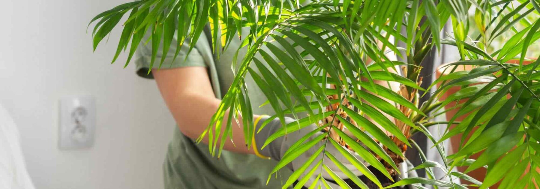 Enfermedades, parásitos, carencias: todo lo que puede afectar a tu Chamaedorea