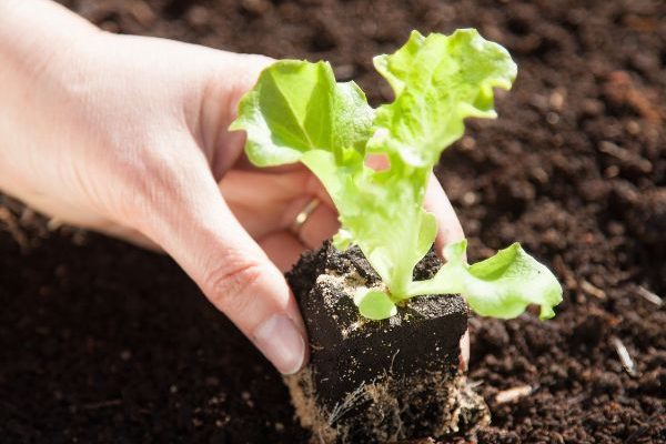 ¿Cuándo y cómo trasplantar de una maceta a otra las ensaladas y lechugas en el jardín?