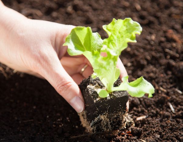¿Cuándo y cómo trasplantar de una maceta a otra las ensaladas y lechugas en el jardín?