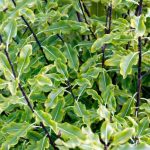 ¿Cómo podar el pittosporum?
