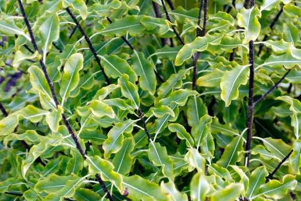 ¿Cómo podar el pittosporum?