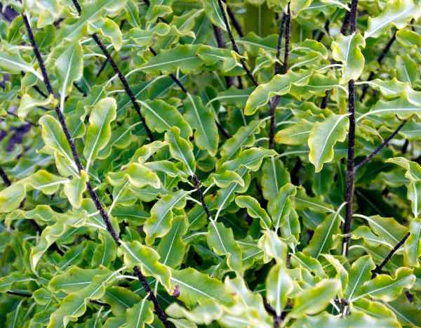 ¿Cómo podar el pittosporum?