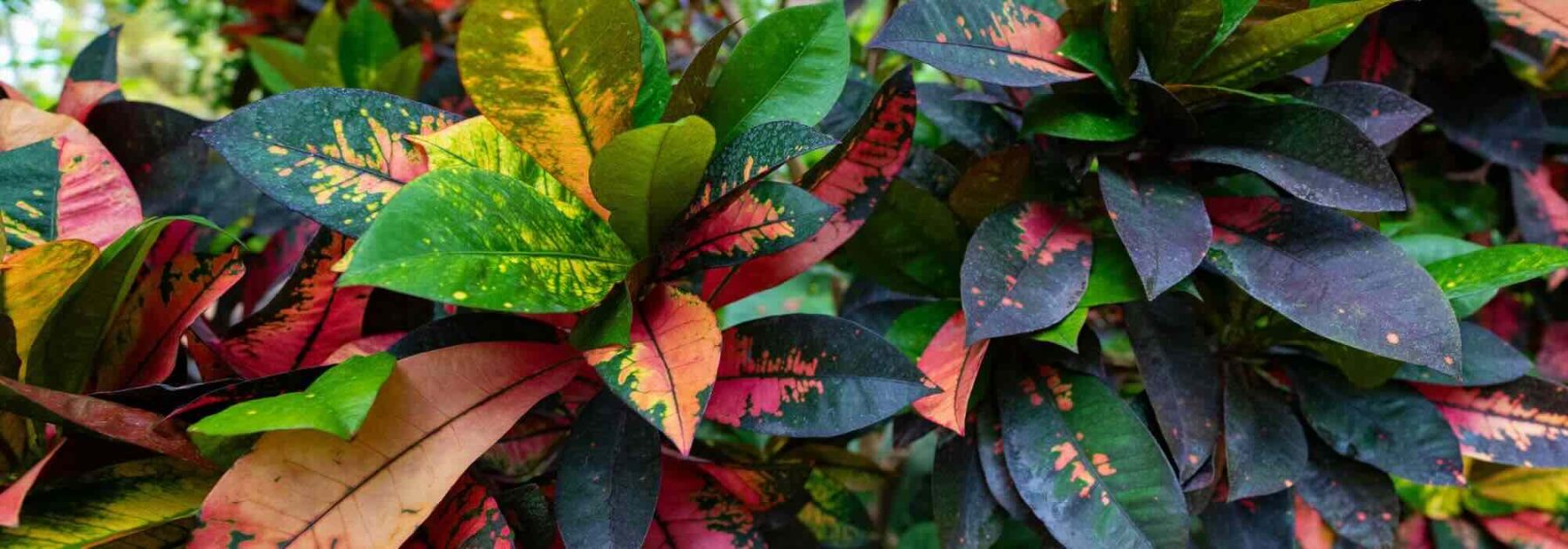 Croton en interiores: parásitos, enfermedades y problemas frecuentes