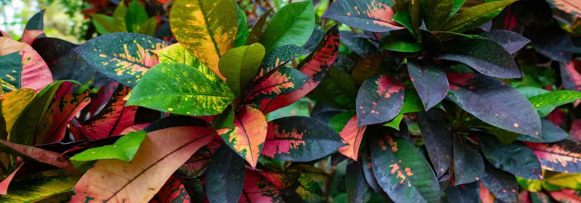 Croton en interiores: parásitos, enfermedades y problemas frecuentes