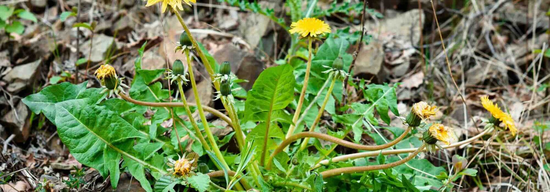 Los herbicidas llamados "naturales": ¿qué contienen realmente?