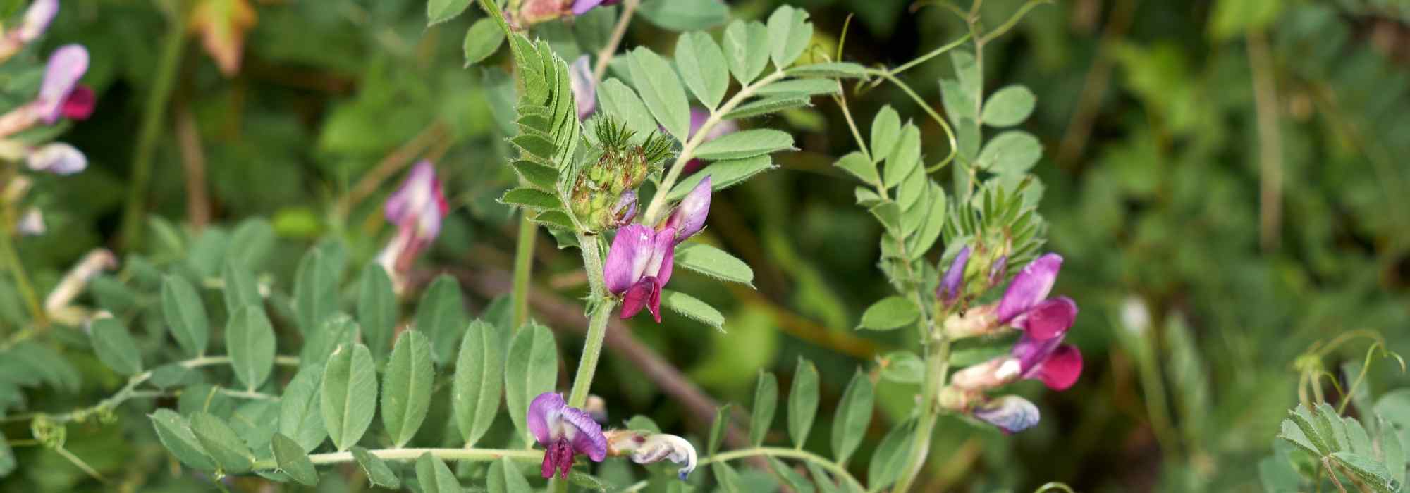 ¿Cultivar abonos verdes en macetas o contenedores: ¿es posible o no?