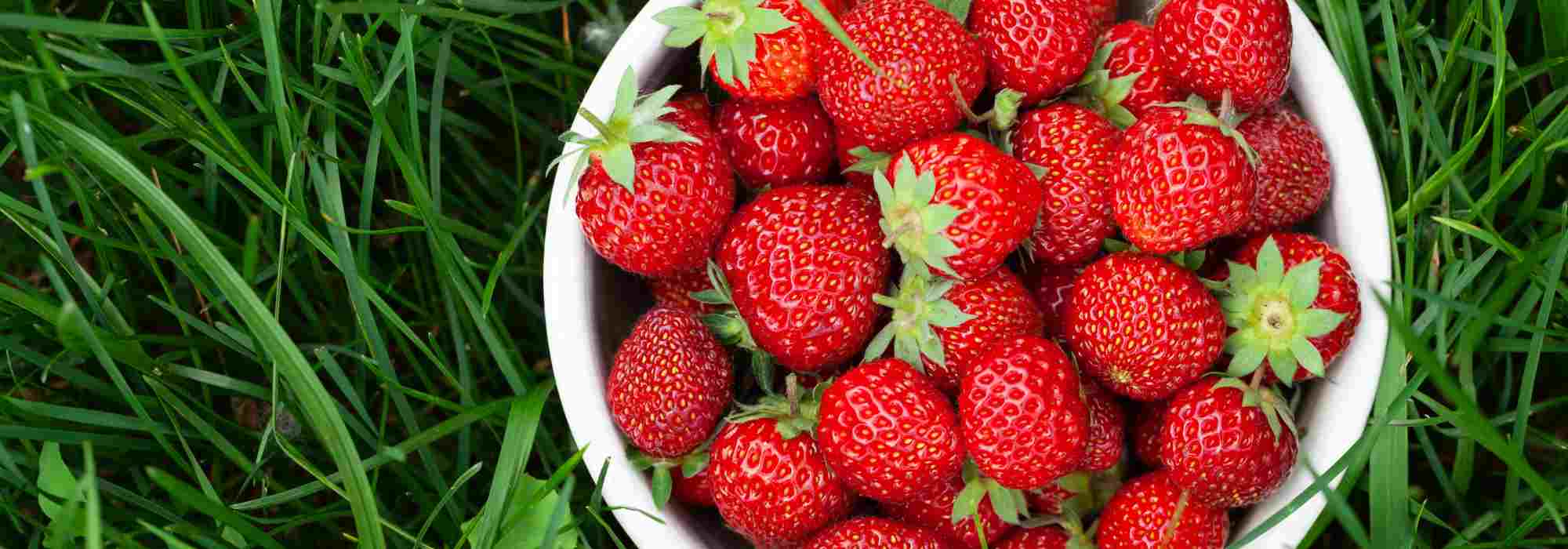 ¿Cómo fertilizar tus fresales de forma natural?