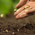 Mis semillas no germinan: ¿por qué? ¿Qué hacer?