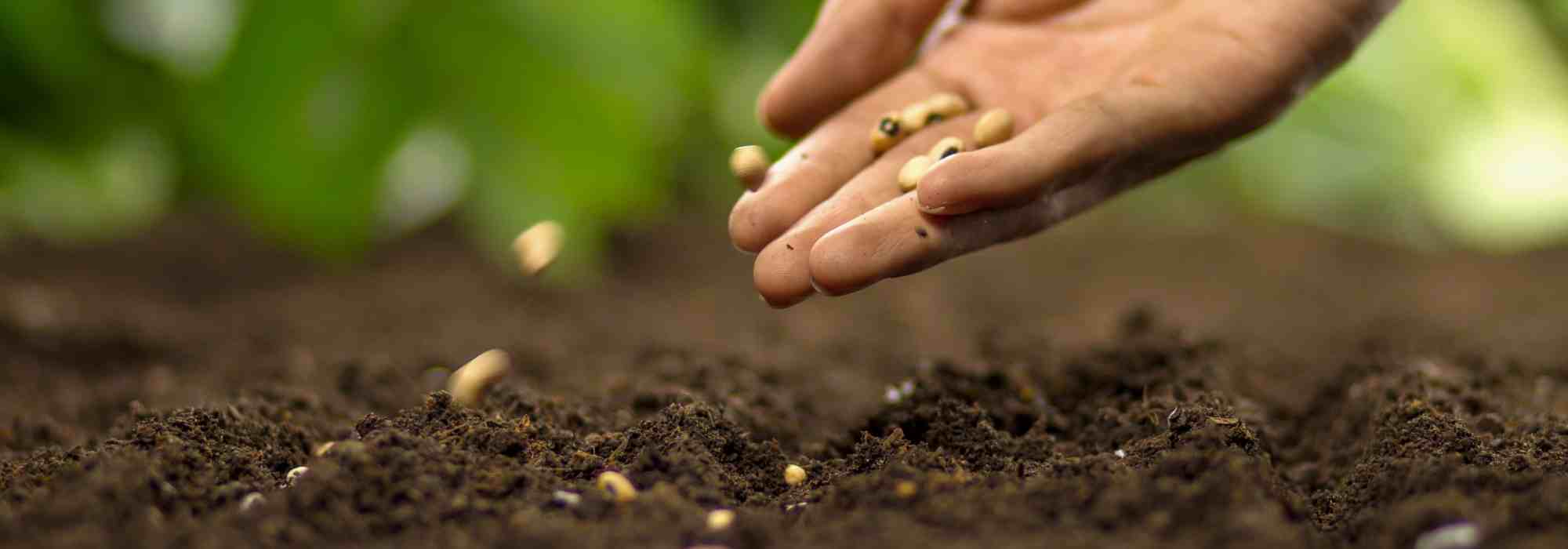 Mis semillas no germinan: ¿por qué? ¿Qué hacer?