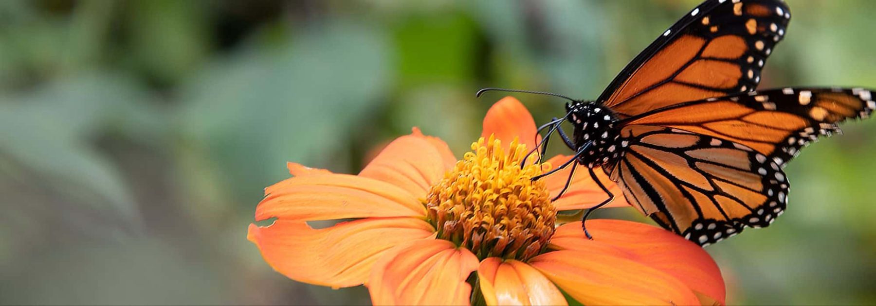 Biodiversidad: cómo crear refugios para la naturaleza en tu jardín