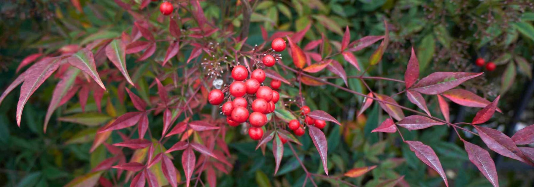 Las enfermedades y parásitos del Nandina