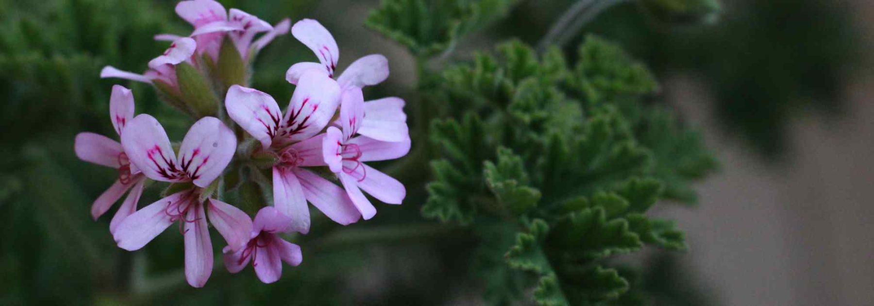 Las enfermedades y parásitos de los pelargonios