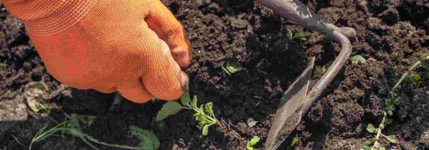 Falsos siembras o abonos verdes: ¿qué método priorizar contra las malas hierbas?