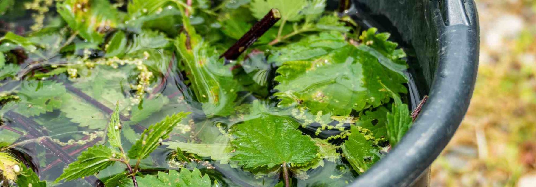Jardinería para principiantes: ¿cómo alimentar tus plantas de forma natural y fácil?